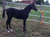 Dis Moi Oui du Girou  A VENDRE