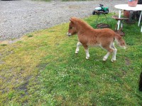 DEMON DU GIROU VENDU