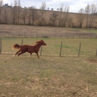 FUSAIN DU GIROU CONFIÉ 