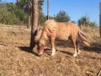 JAZZ DU GIROU VENDUE